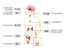 到底什么才是内分泌失调？成都锦江妇幼专家为您解读！